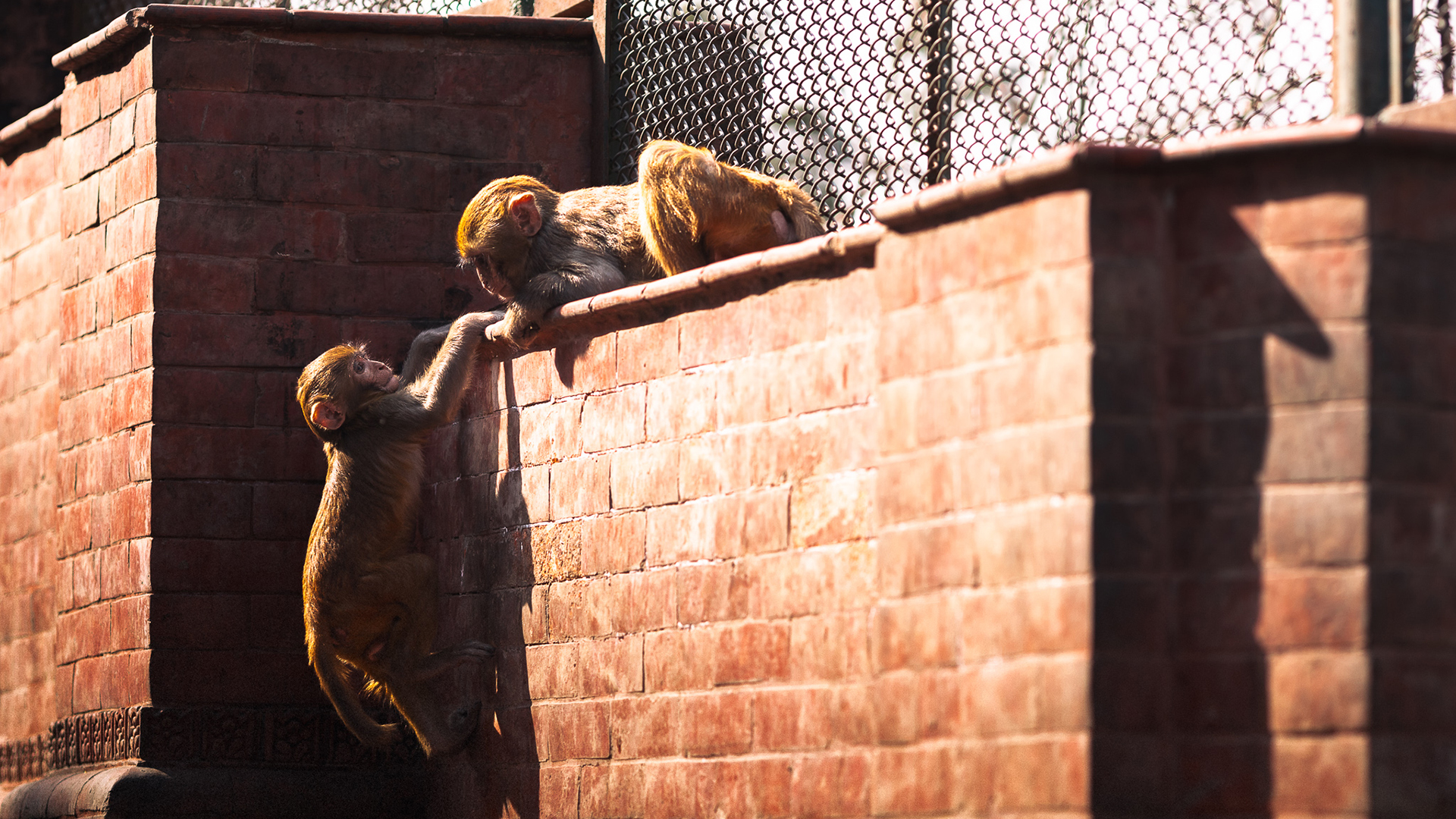 Two monkeys interact on a sunlit brick wall. One monkey is climbing, reaching out towards another monkey on top of the wall, which appears to be assisting. A metal fence is visible in the background.