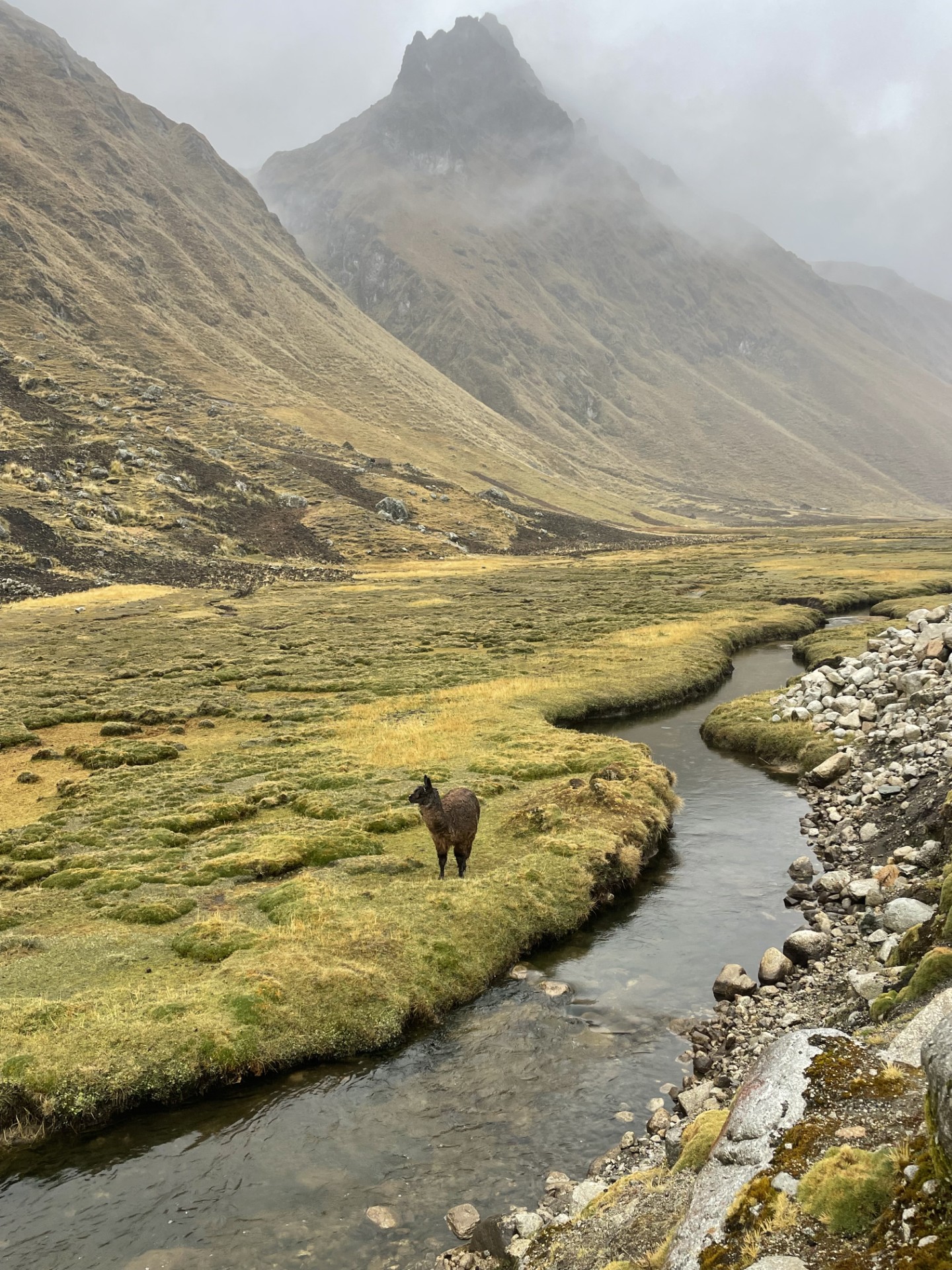 A lone llama stands on a grassy patch next to a winding stream in a misty mountain valley. The rugged, sloping hills are covered in shades of green and brown, while a tall, jagged peak rises in the background, partially shrouded in fog. The scene feels remote and tranquil, with the natural landscape stretching into the distance..