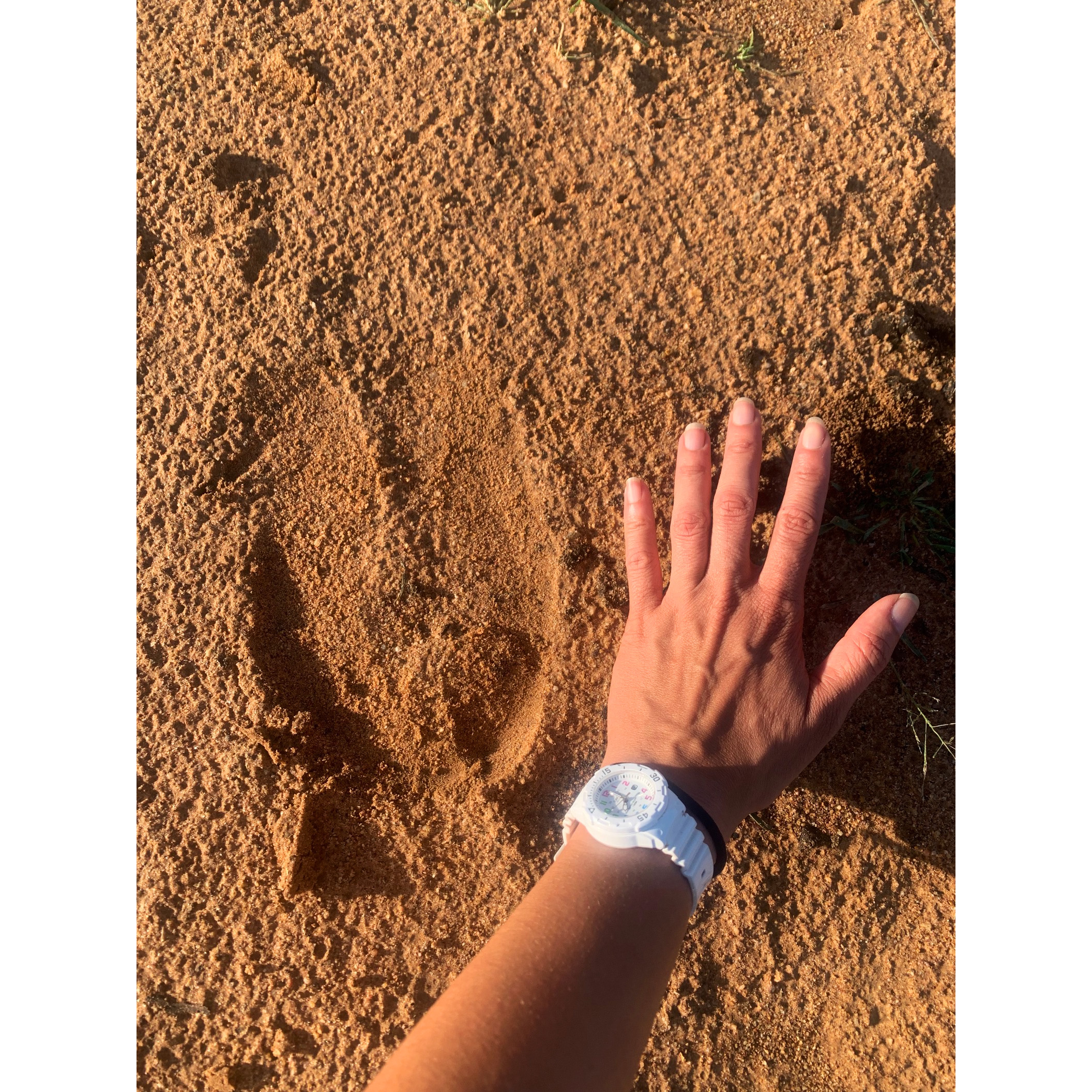 Hand print in the dirt next to a giraffe print.