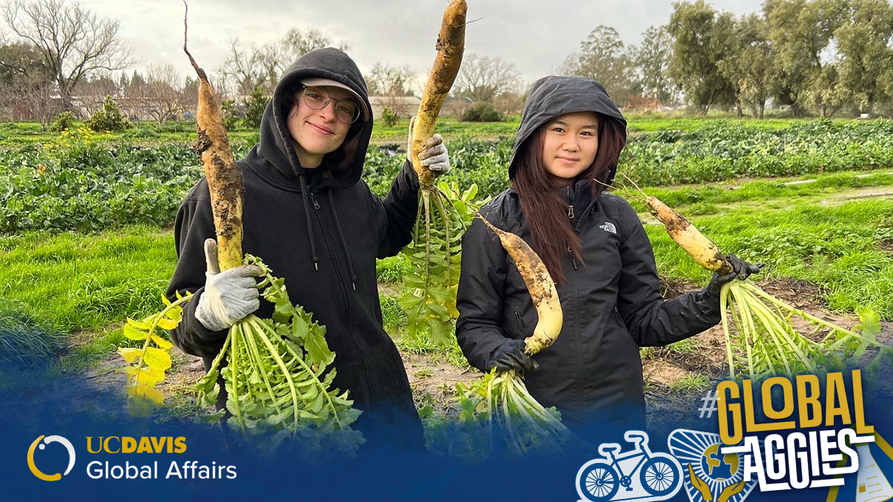 Two students wearing jackets with the hoods up smile as they hold up root vegetables they are harvesting on the green farm land around them. A blue overlay with the Global Affairs logo in the left corner and Global Aggies in the right sits along the bottom of the image.