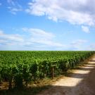 Header Image, Study Abroad in Viticulture and Enology