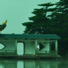 Header Image, Virtual Summer Internships