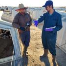 The image shows two men engaged in conversation on a farm. The man on the left is wearing a striped button-up shirt, a distinctive hat with a wide brim, and rubber boots. He is holding a syringe and a small container. The man on the right is dressed in a blue coverall, wearing a cap, sunglasses, and rubber gloves. He is pointing at something, holding a small notebook in his other hand. They are standing next to a series of white calf hutches, which have small fencing around their entrances.