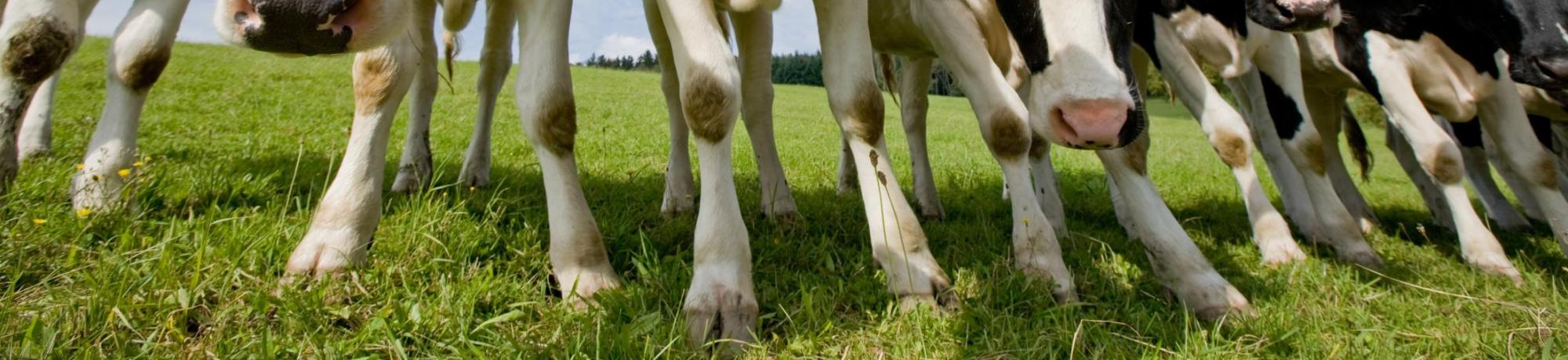 Study Abroad in Animal Science, Header Image
