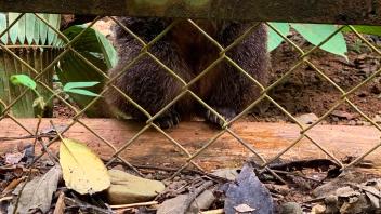 photo of an animal behind a fence