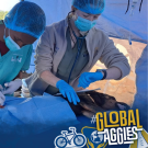 Two masked veterinary students operate on a small animal outdoors; UC Davis and Global Aggies logos.
