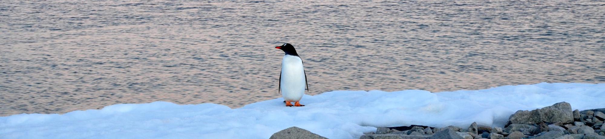 Gentoo penguin standing on icy shore with water in the background at sunset.